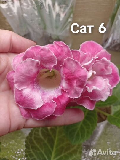 Глоксинии махровые клубни