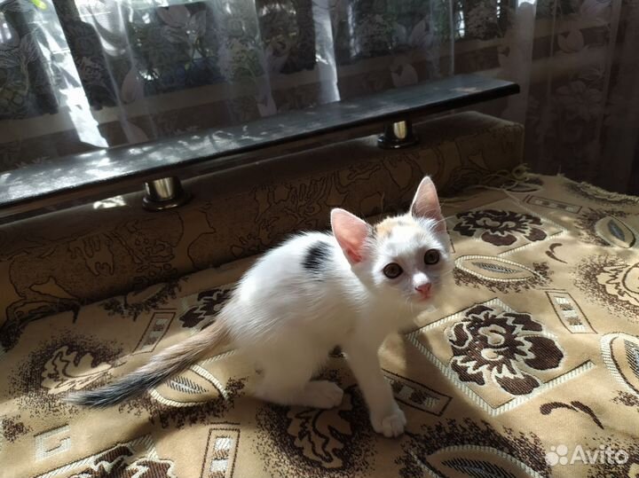 Кошка