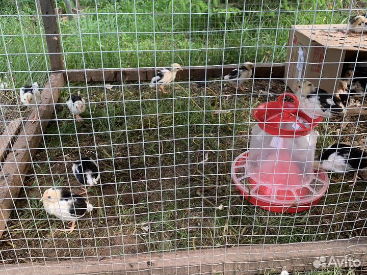 Куры цыплята Леггорн