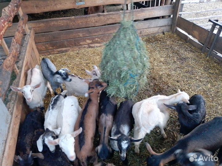 Козлята альпийские