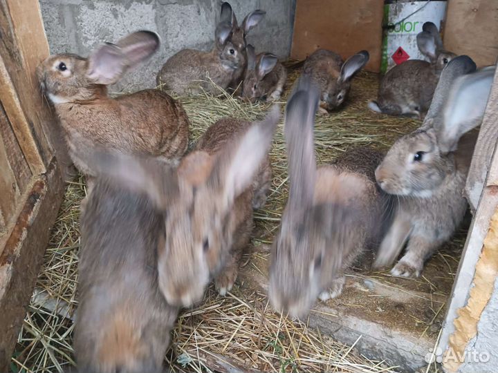 Кролики неизвестной породы