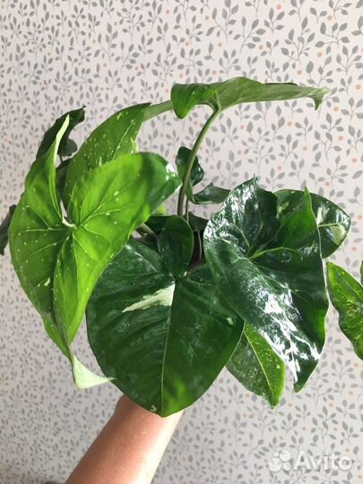 Сингониум большие кусты