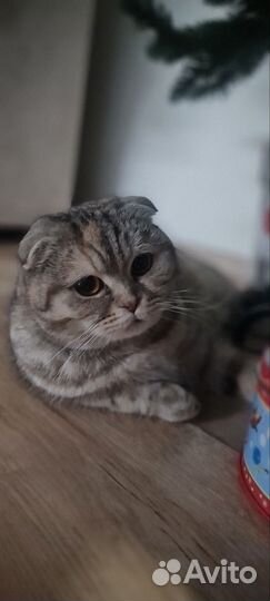 Шотландская вислоухая кошка