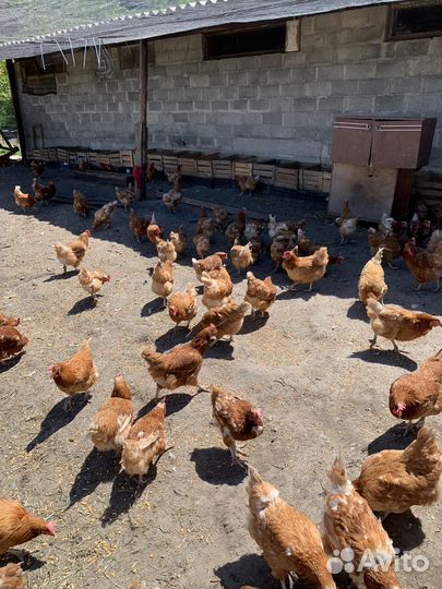 В продаже куры породы Ломан Браун