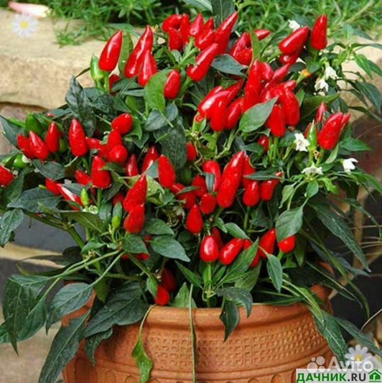 Перец Огонек