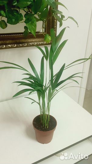 Пальма арека