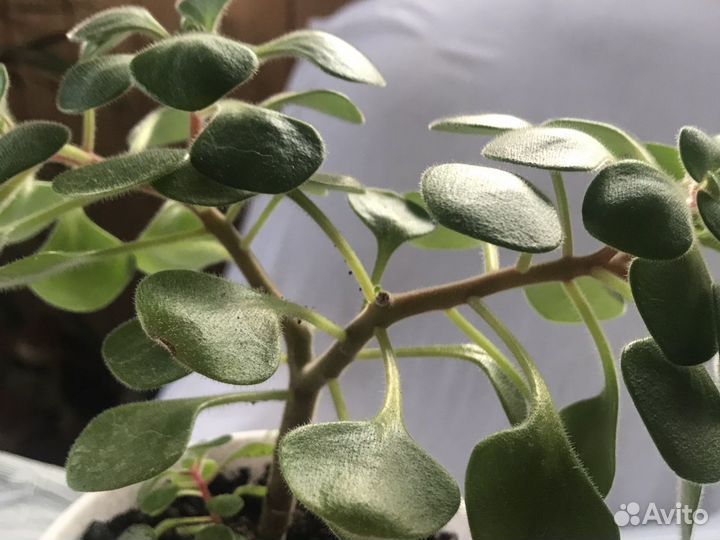 Аихризон (дерево любви)