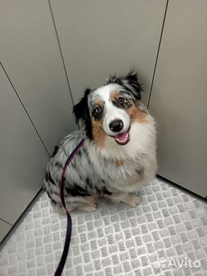 Услуги кинолога