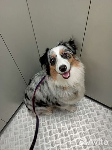 Услуги кинолога