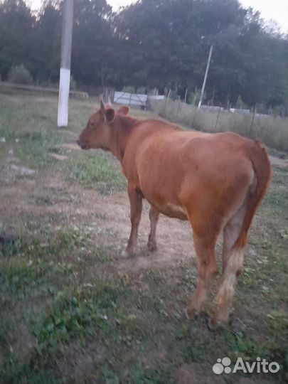 Корова с теленком