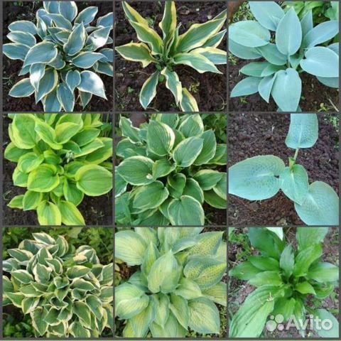 Хосты пестролистных сортов