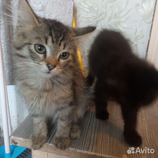 Коты