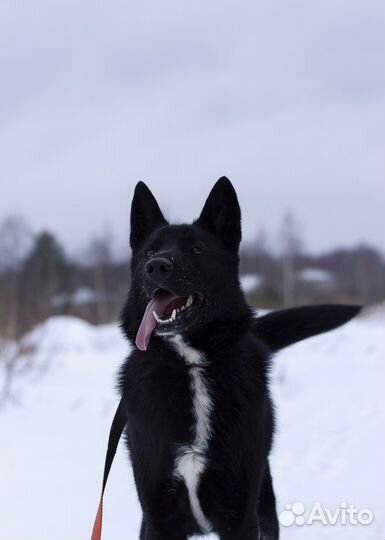 Собака ищет дом