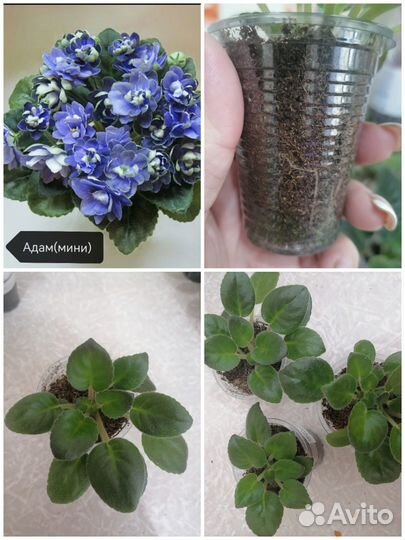 Мини фиалка Адам