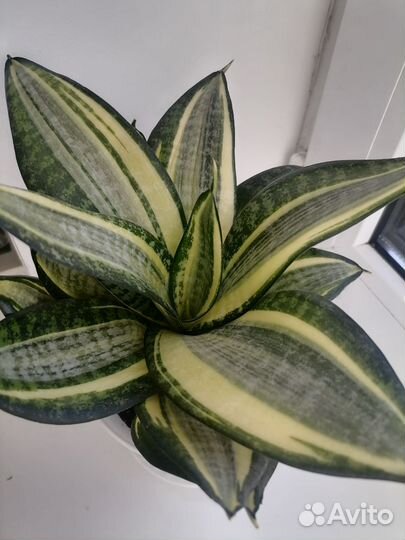 Сансевиерия лауренти