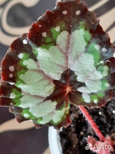 Бегония Дольче Вита