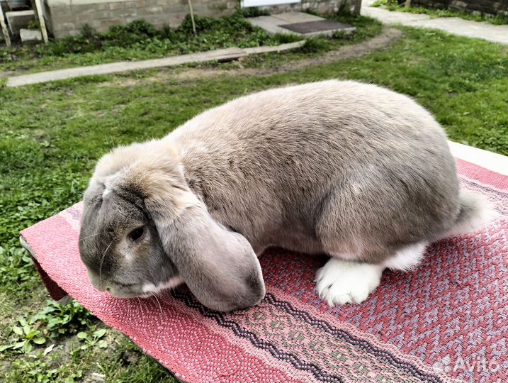 Крупные породы кролики мясные