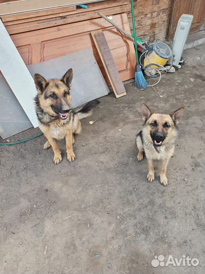 Немецкая овчарка