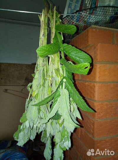 Лекарственные травы