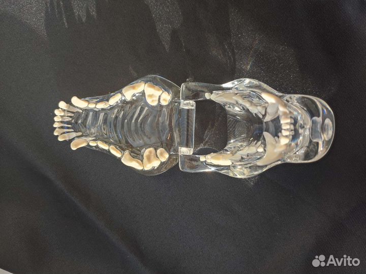 Зубы собаки идеальный учебный муляж