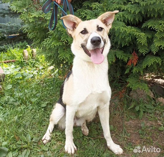 Собака в добрые руки