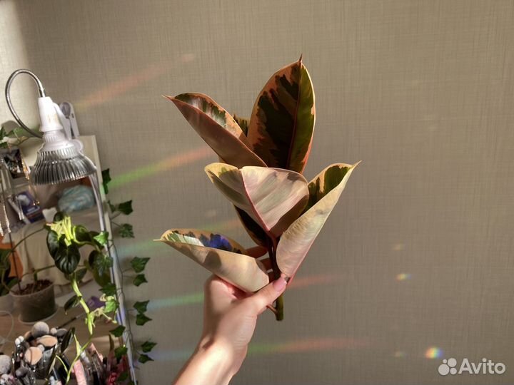 Фикусы лирата, эластика