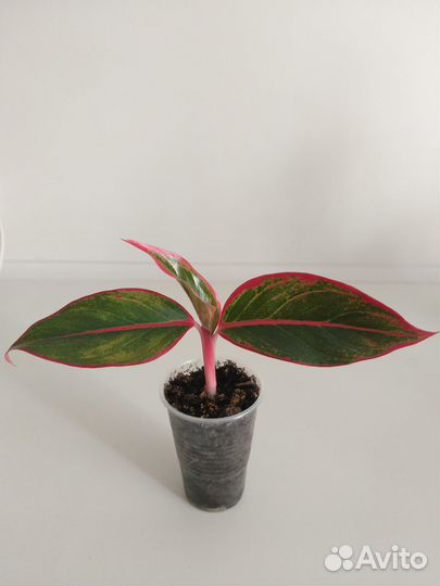 Продаю деток аглаонемы Крит, хорошо укоренённые