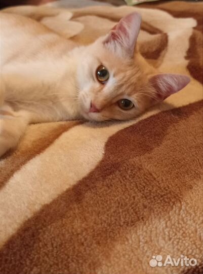 Котёнок девочки в самые лучшие руки