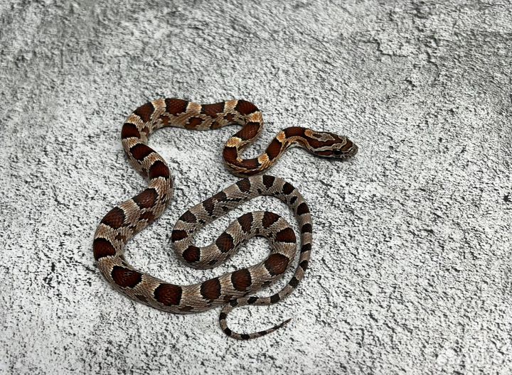 Змеи малыши маисовых полозов