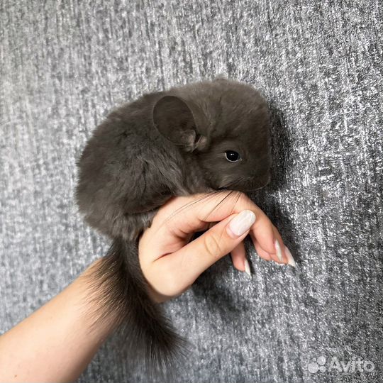 Шиншилла Фиолетовая Ангора