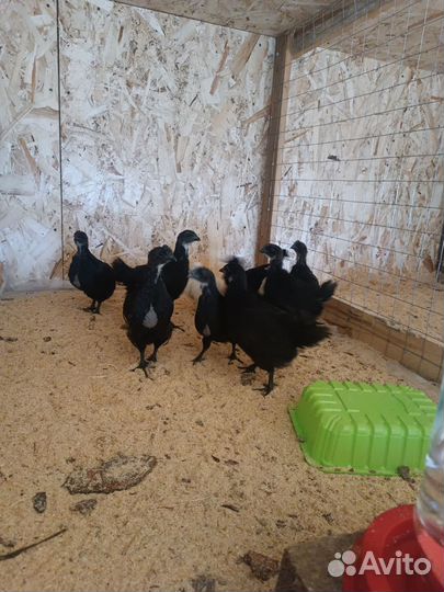 Цыплята разных пород