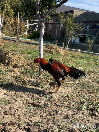 Бойцовые петухи