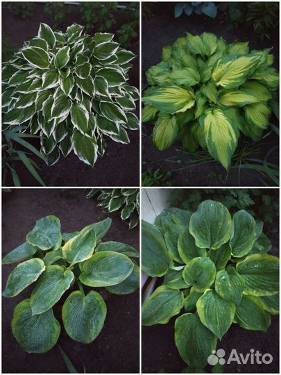 Сортовая Хоста объявление №1