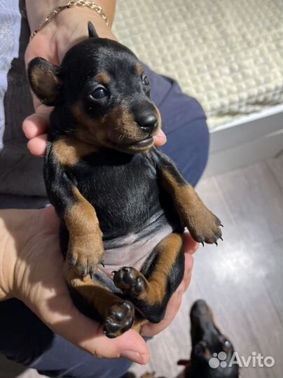 Мини доберман (цвергпинчер)