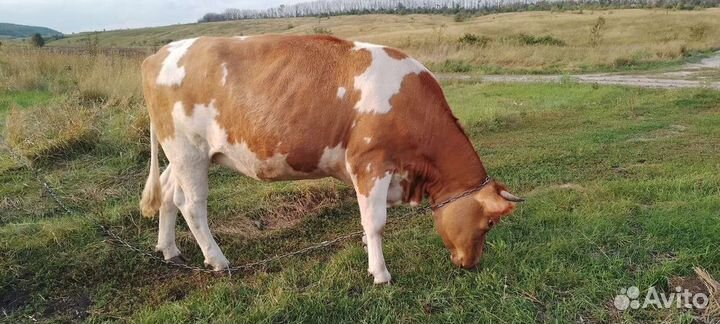 Телка стельная