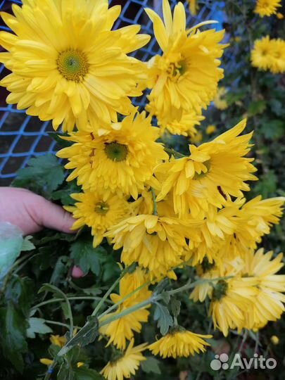 Дубки цветы