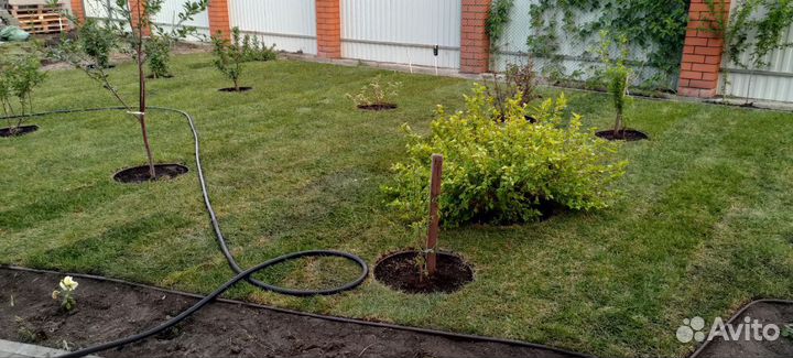 Газонная трава, озеленение