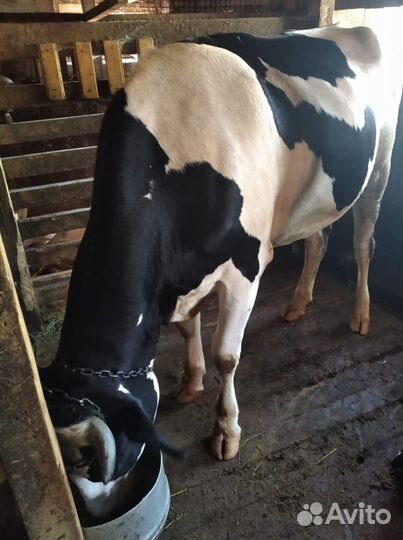 Телка стельная