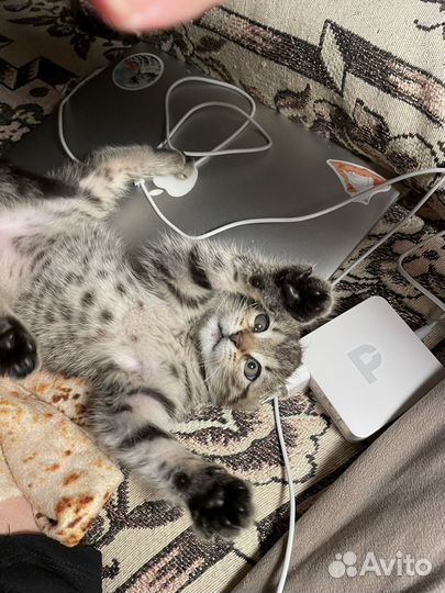 Котенка Мася