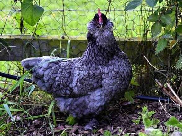 Фавероль голубая черная