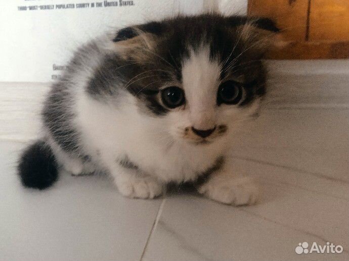 Котята девочки