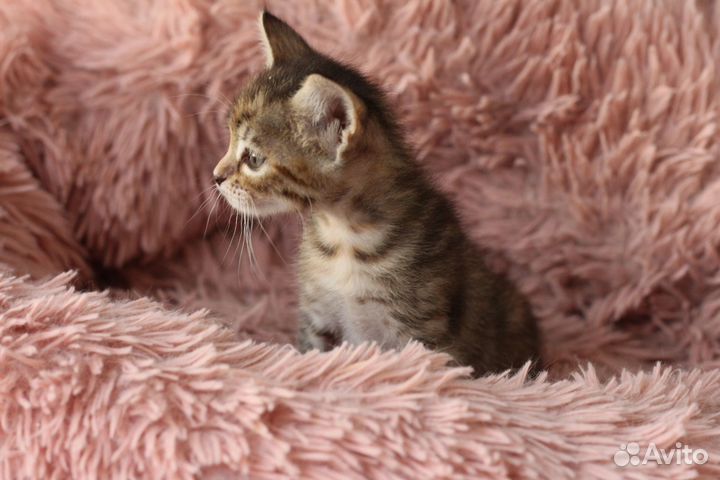 Котенок девочка