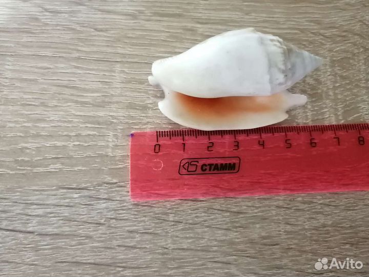 Морские ракушки и морская звезда