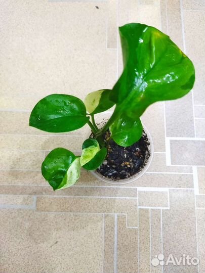 Сциндапсусы Манжула, Дарк форм