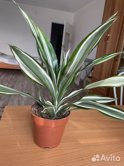 Фикус и другие комнатные цветы