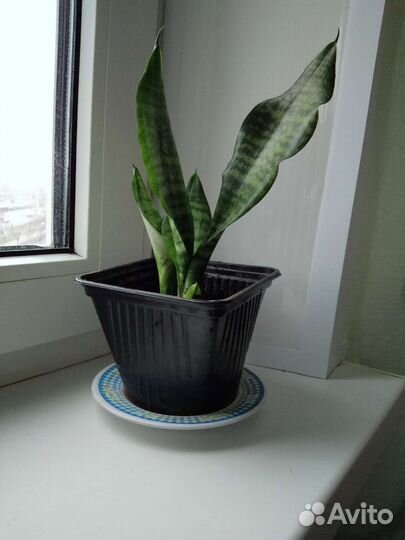 Сансевиерия : Тещин язык