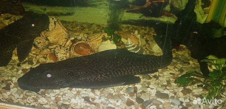 Парчевый сом