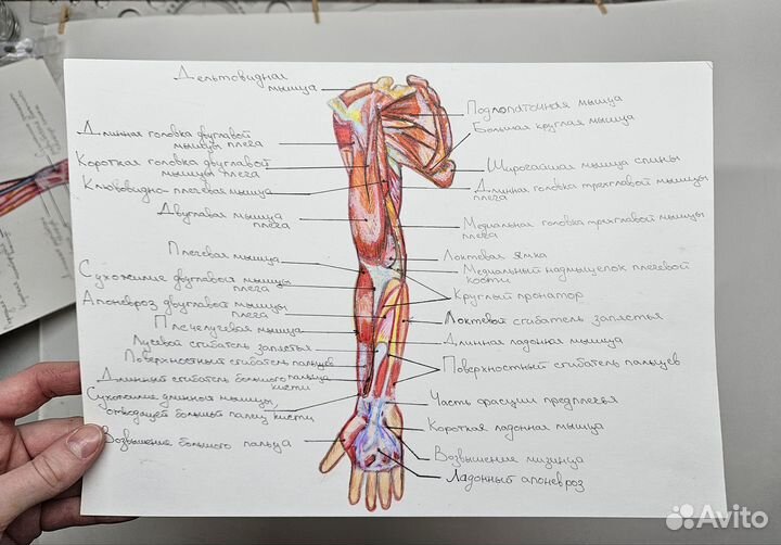 Рисунки по анатомии, А4 на плотной бумаге