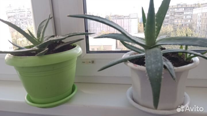 Алоэ лечебный