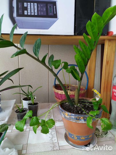 Замиокулькас и кактус